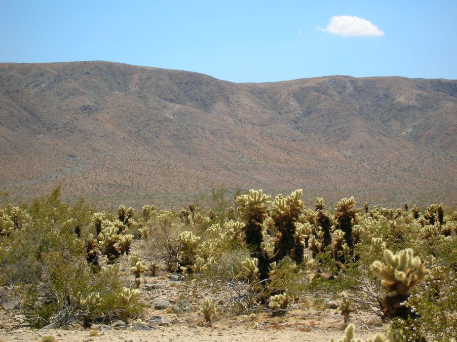 Joshua Tree