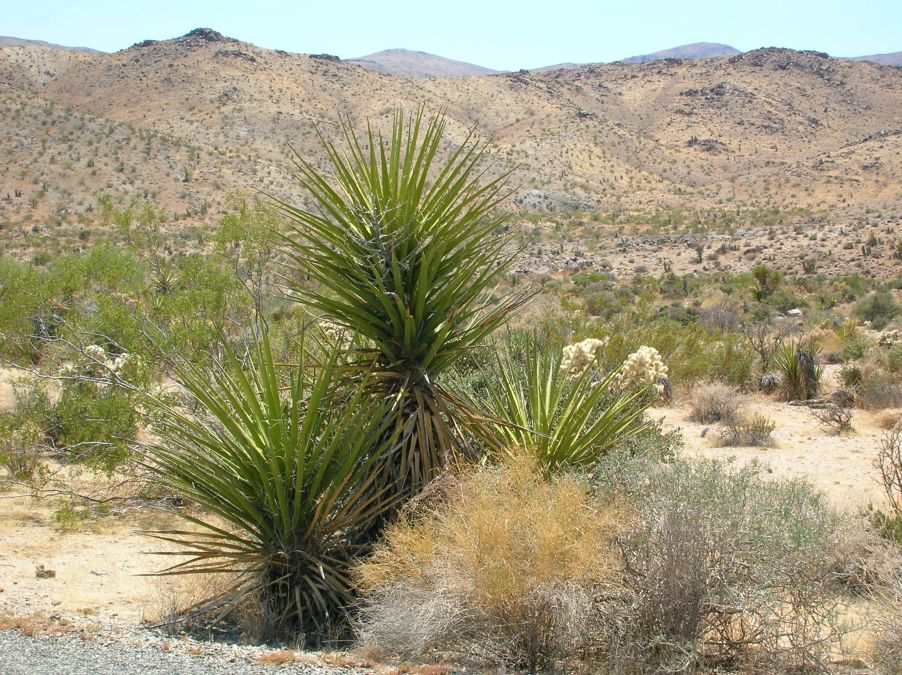 Joshua Tree