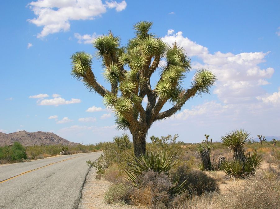 Joshua Tree