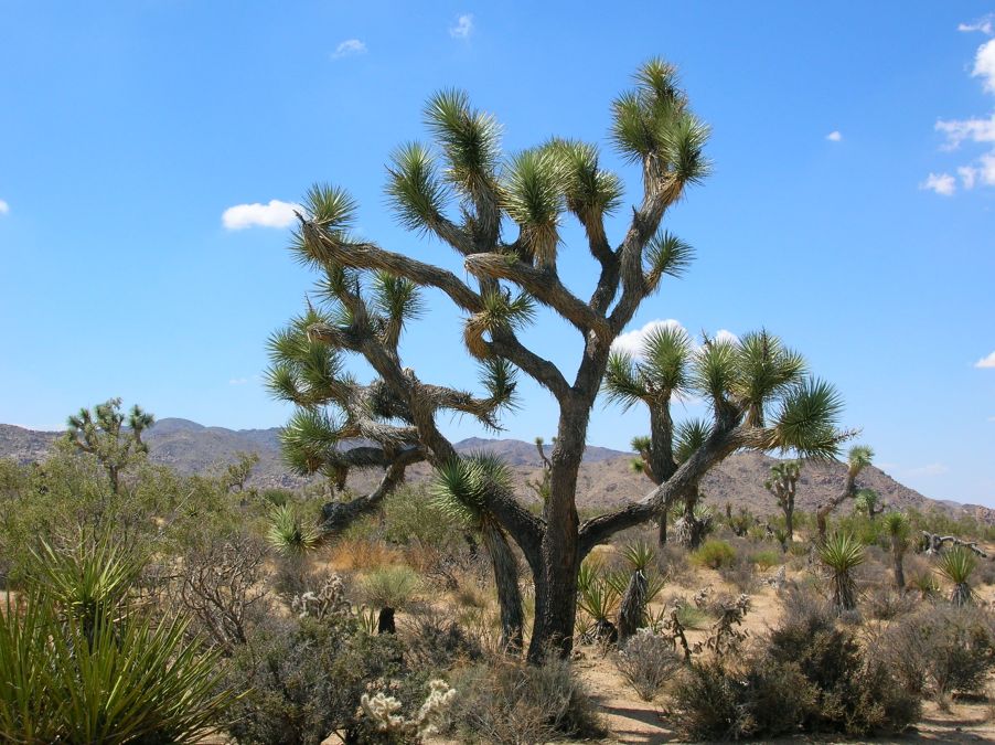 Joshua Tree