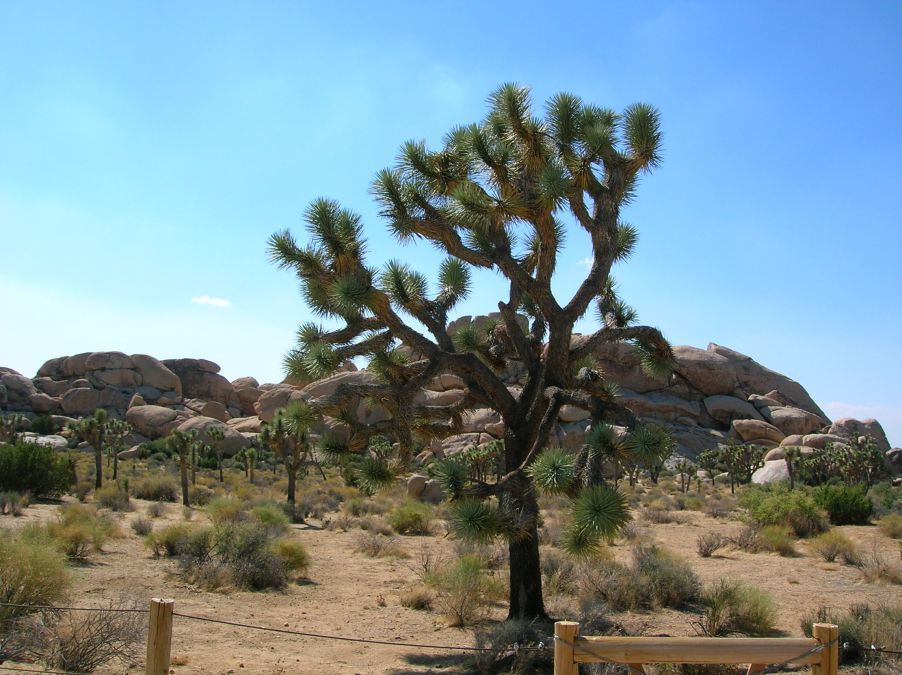 Joshua Tree