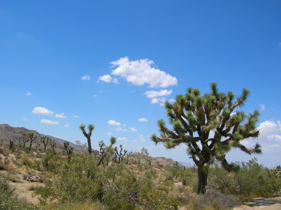 Joshua Tree