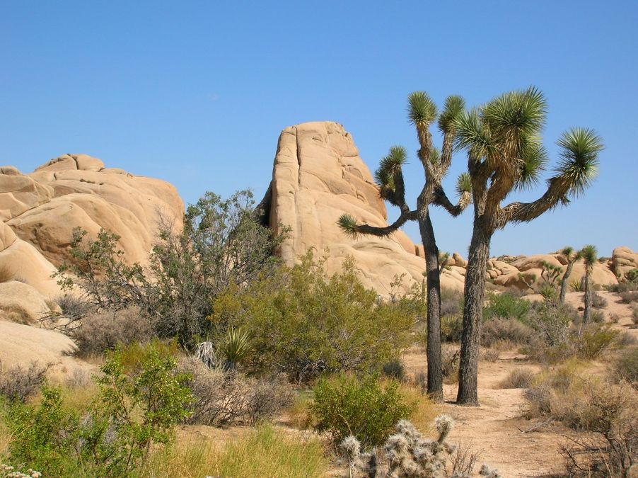 Joshua Tree