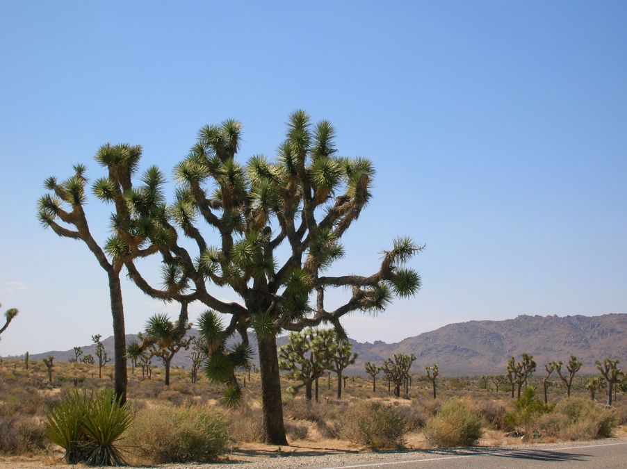 Joshua Tree