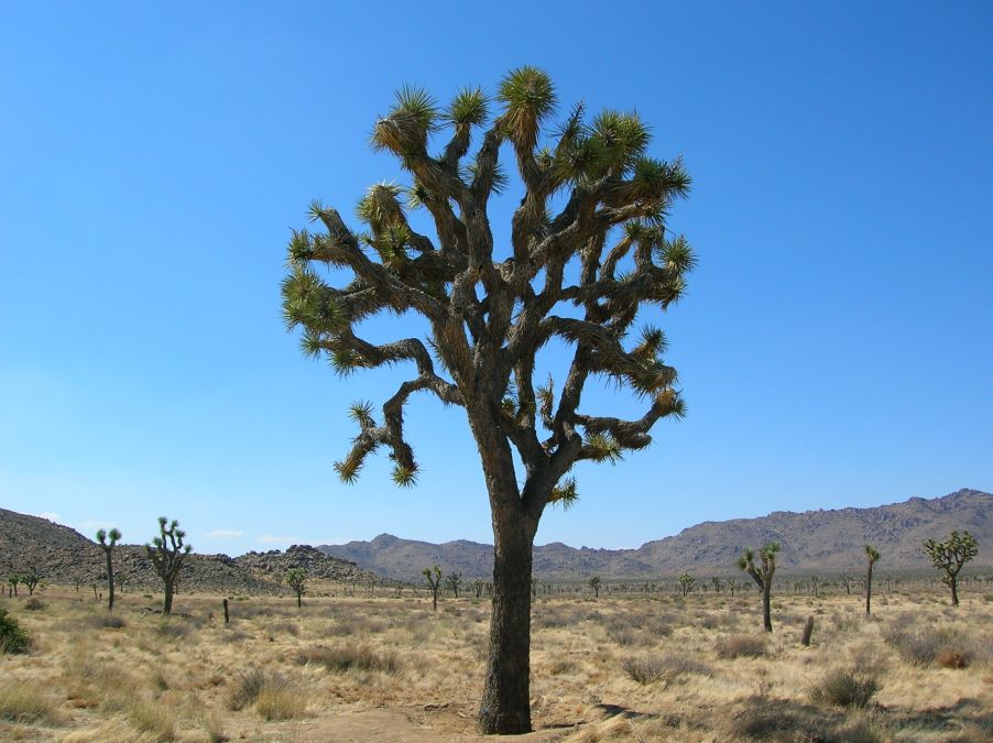 Joshua Tree