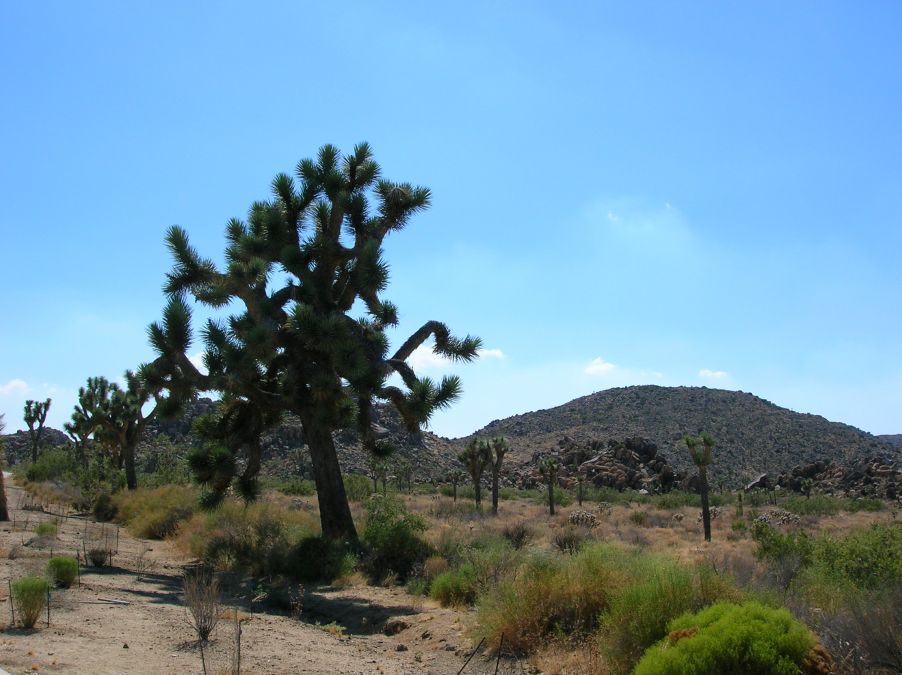 Joshua Tree