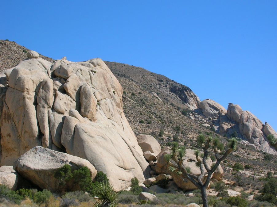 Joshua Tree