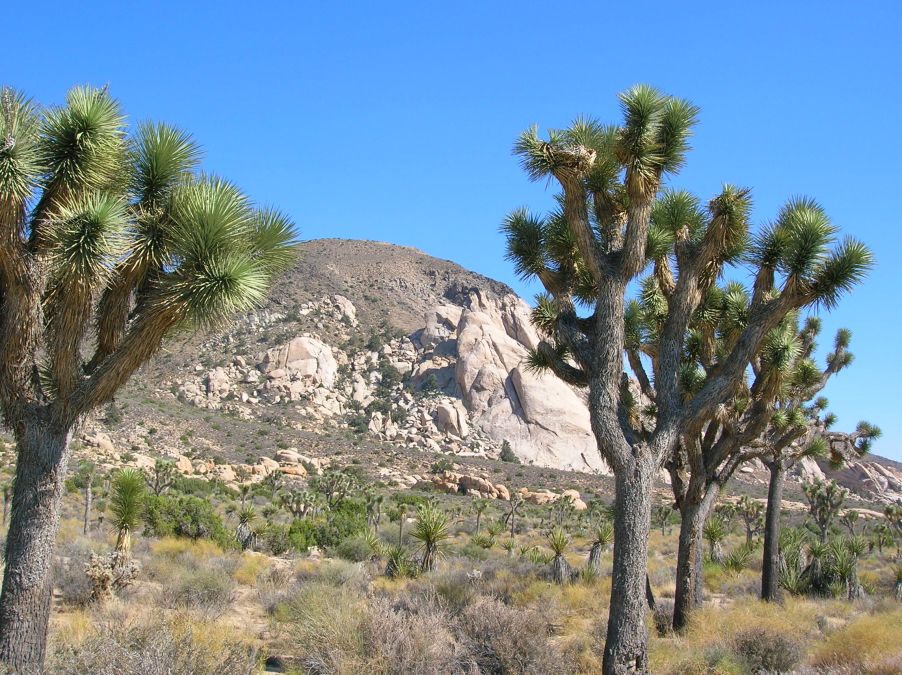 Joshua Tree