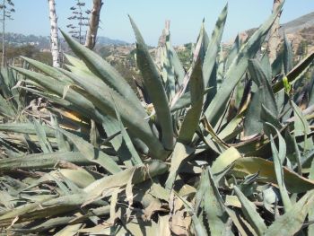 Cactus Los Angeles