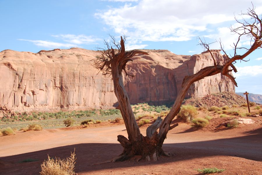 Arbre Monument Valley