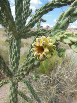 Cactus en fleur