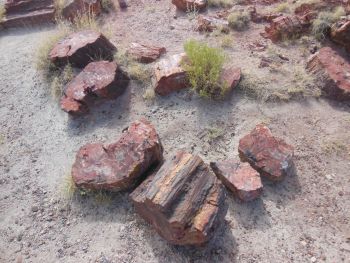 Petrified Forest Bois pétrifié