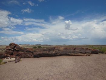 Album photo Petrified Forest National Park
