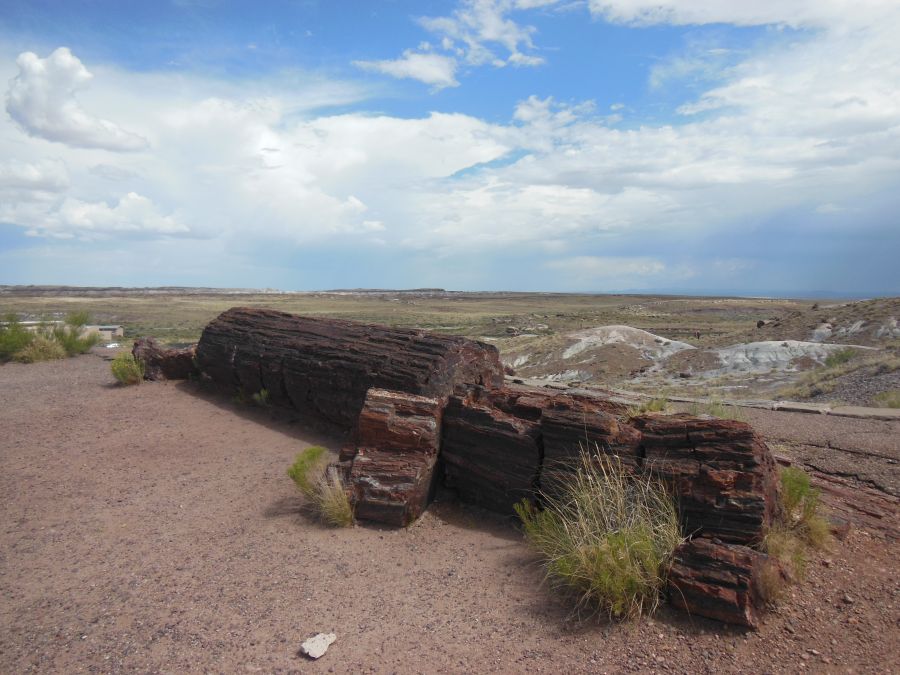 Petrified Forest