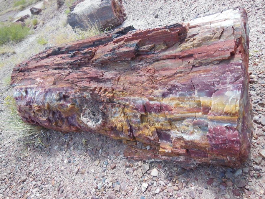 Petrified Forest bois pétrifié rouge