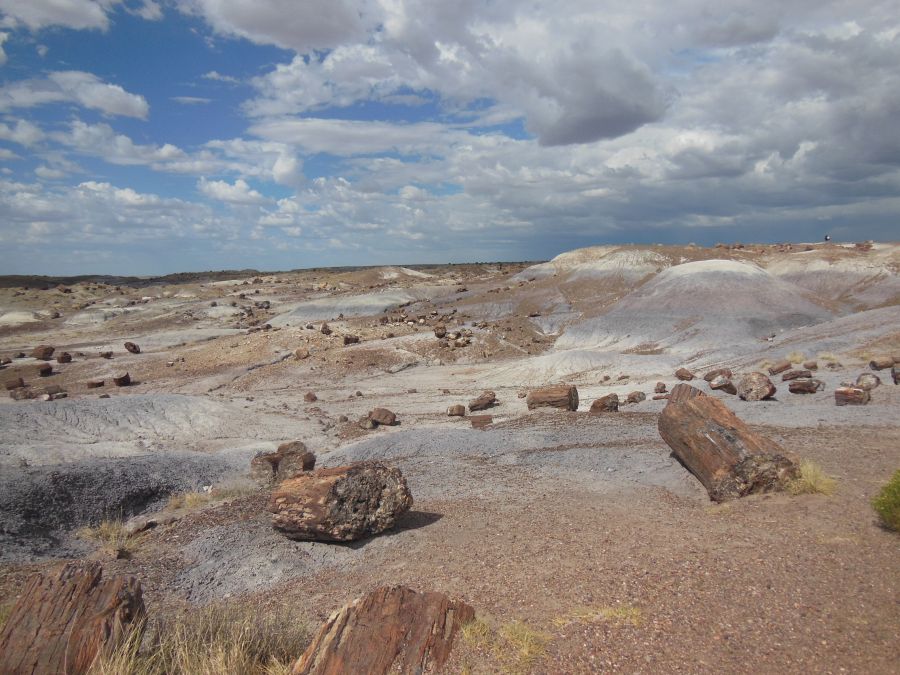 Désert Petrified Forest