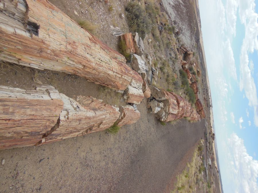 Bois pétrifié blanc Petrified Forest