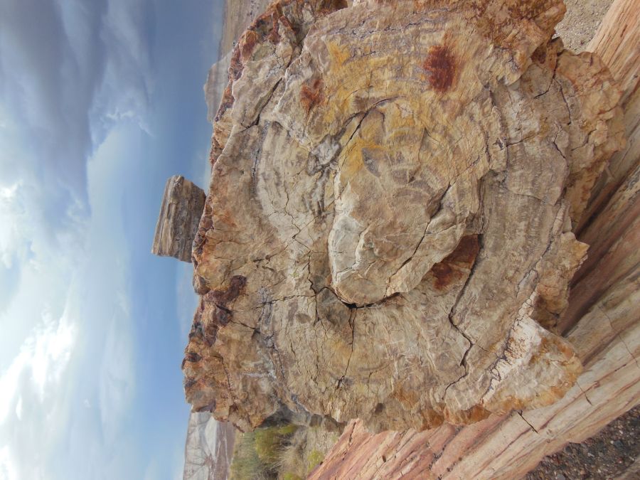 Bois pétrifié blanc Petrified Forest