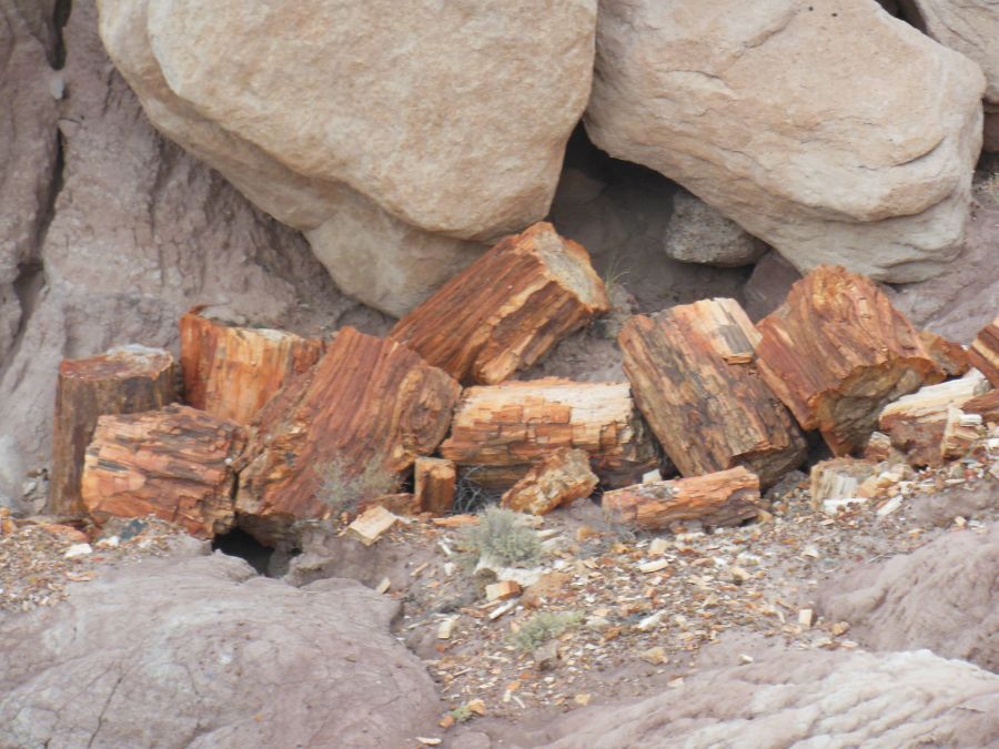 Petrified Forest Bois pétrifié blanc