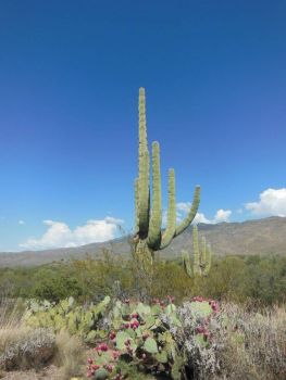 Saguaro National Park