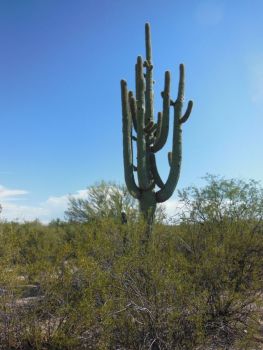 Cactus candelabre