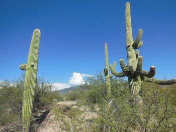 Album photo Saguaro National Park