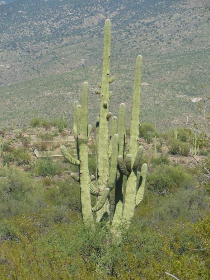 Cactus Saguaro