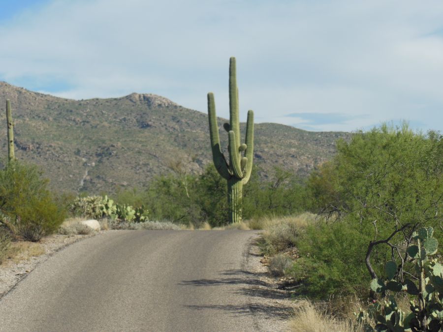 Route Saguaro