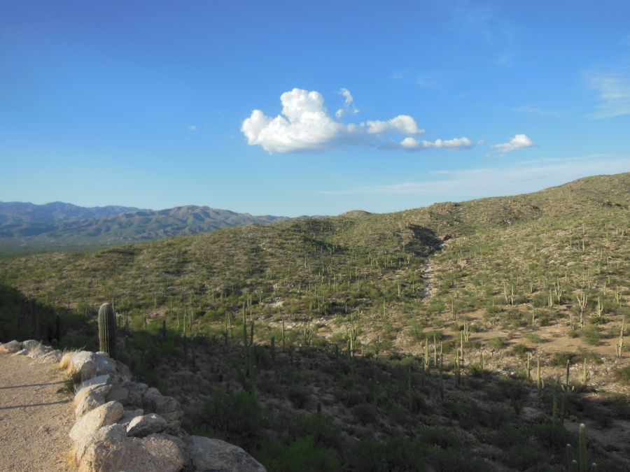 Foret de saguaro