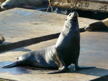 Pier Lion de mer