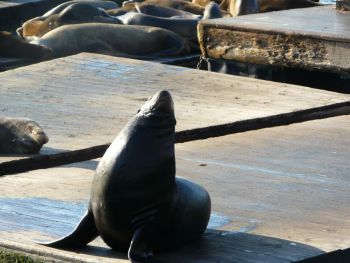 Pier Mouette regardant les lions de mer