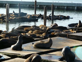 San Francisco Pier