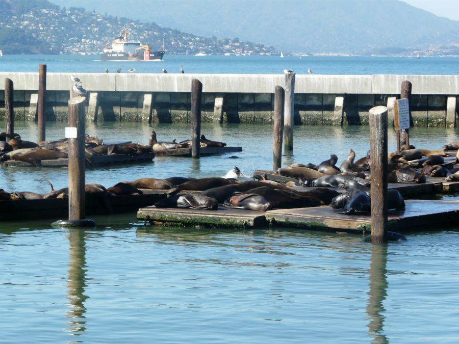 Lions de mer Pier