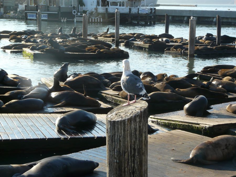 Pier Mouette