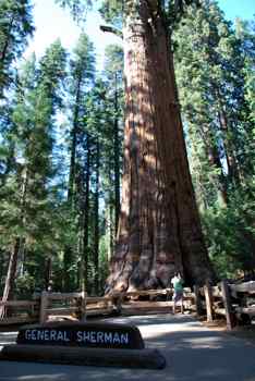 Général Sherman Tree