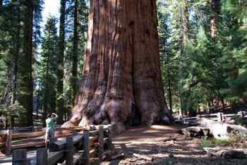 Général Sherman Tree