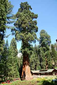 Sequoia arbre