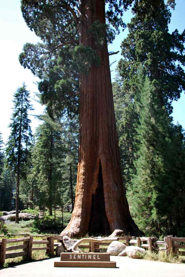 Sequoia arbre