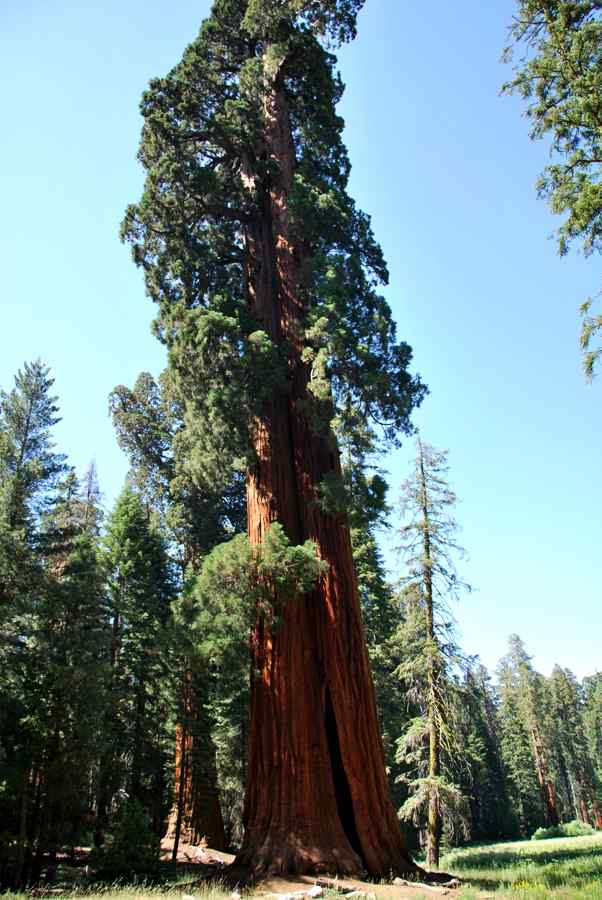 Sequoia arbre