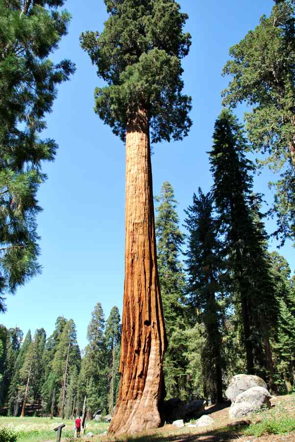 Sequoia arbre