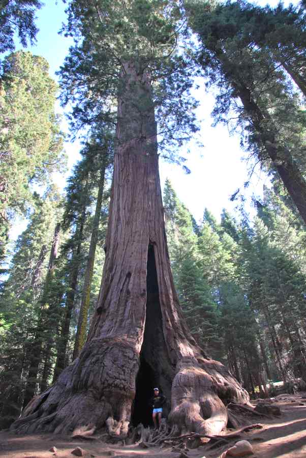 Sequoia arbre