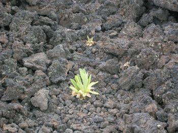 Lave Sunset Crater