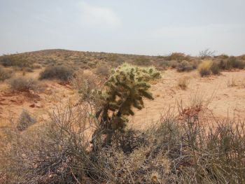 Fire Wave Cactus