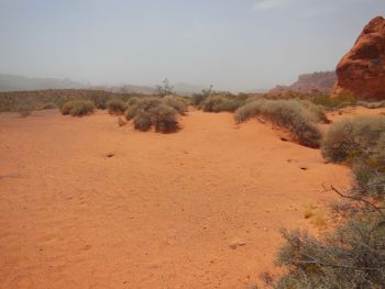 Buissons désert Nevada