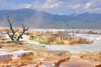 Calcaire Mammoth hot Springs