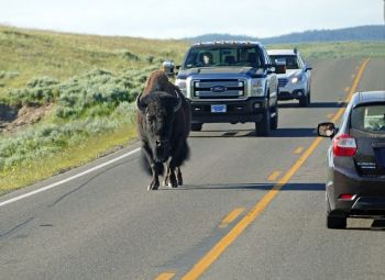 Bison au milieu de la route