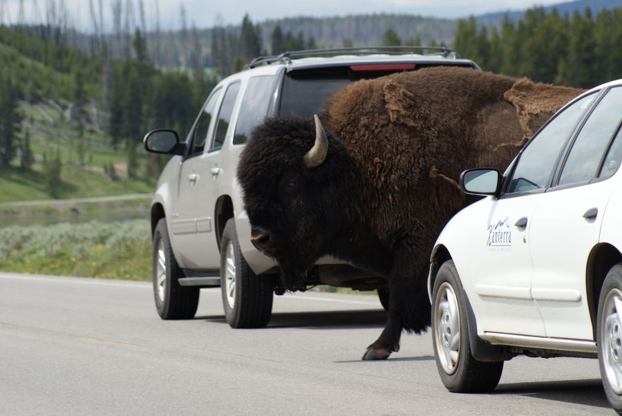 Bison parmi les voitures