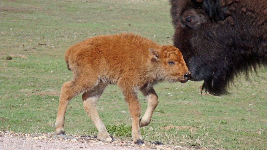 Bébé bison