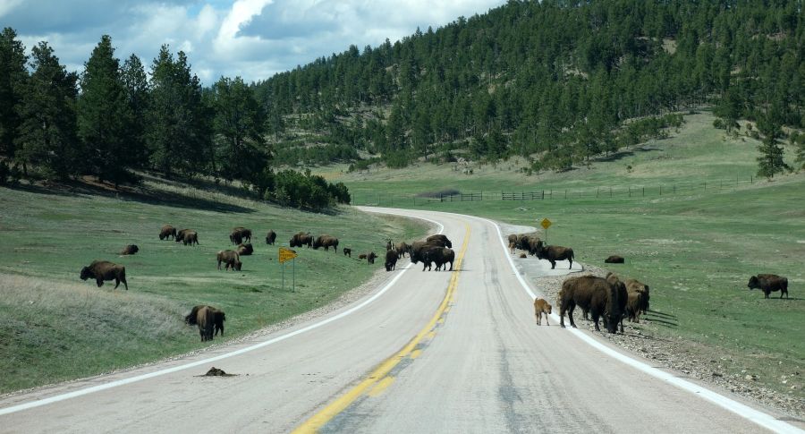 Troupeau de bisons