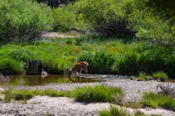 Cerf Yosemite